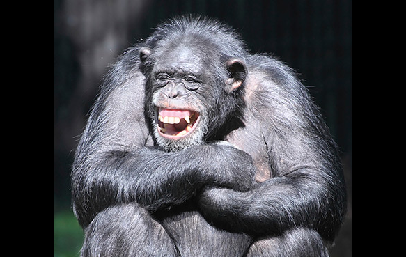 Do I look like I would joke with you?